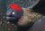 Moray eel 03.jpg