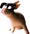 Rabbit-sunglasses.png