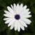 Flower (African daisy).jpg