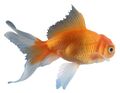 Goldfish2.jpg