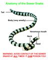 Anatomy sewer snake.jpg