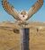 Julian-owl.jpg