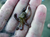 Micro-Octopus.png