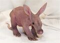 Baby aardvark.jpg