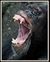 Chimp yawn.jpg