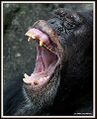 Chimp yawn.jpg