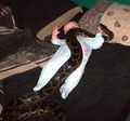 Baby and python.jpg