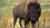 Buffalowtf.png