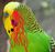 Eyebudgerigar.jpg