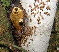 Termite111.jpg