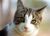 Cat-facts.jpg