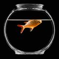 Dead goldfish.jpg