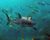 Laser shark 06.jpg
