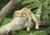 Lazy-lion.jpg