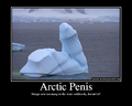 Arctic penis.png