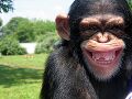 Ugly chimp.jpg