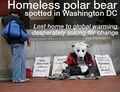 HomelessPolarBear.jpg