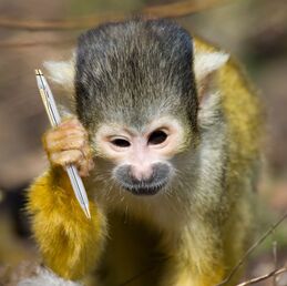 Monkey pen.jpg