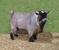 Pygmy-goats-01.jpg