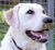 Hitlerdog.png
