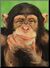 R chimpanzee.jpg