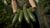 884671-cucumber-warning.jpg