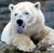 Polar bear tongue blue.jpg