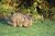 Wombat.jpg