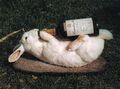 Drunk-rabbit.jpg
