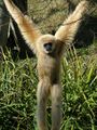Gibbonarms2.jpeg