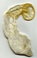 Used-condom.jpg