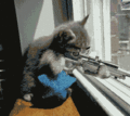 Sniper cat.gif