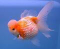 Goldfish3.jpg