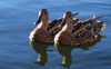 Pairofducks.jpg