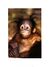 Baby orangutan.jpg