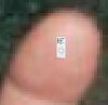 Ipodyocto.JPG