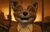 MrFox.jpg