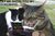 Catsintelligent.jpg