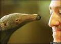 Anteater baby.jpg