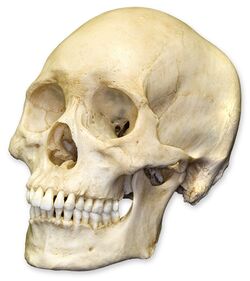 Skull skull.jpg