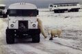 Churchill-polar-bears.jpg