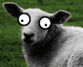 Sheep-silly-eye.gif