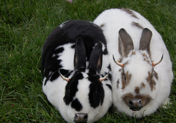 Rabbit Cow - Uncyclopedia, the content-free encyclopedia