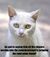Racist cat.jpg