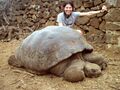 Tortoise-lori-big.jpg