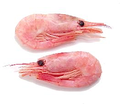 Canalshrimp sidebar.png