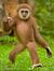 MelGibbon.jpg