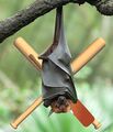 Bat bat bat.jpg