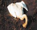 Dead Swan.jpg