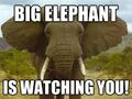 Big elephant is watching you!.jpg